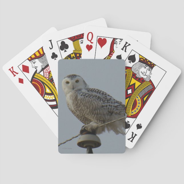 Jeu De Cartes B38 Harfang des neiges (dos)