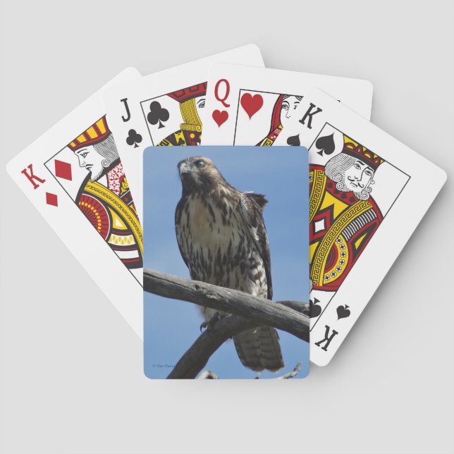 Jeu De Cartes B54 Buse de Swainson (dos)