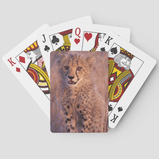 Jeu De Cartes Baby Cheetah (dos)