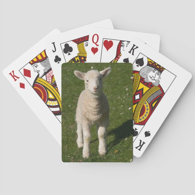 Jeu De Cartes Baby Lamb Sheep Playing Cards (dos)