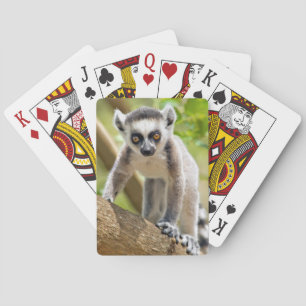 Jeu De Cartes Baby ring-tailed lemur