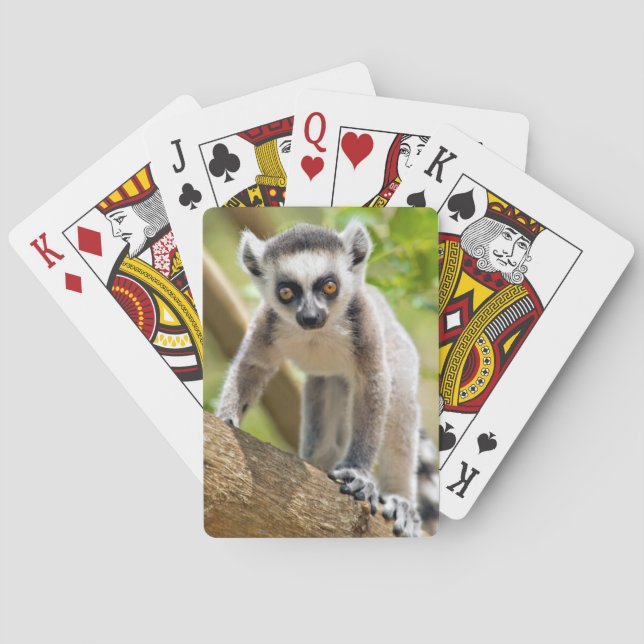 Jeu De Cartes Baby ring-tailed lemur (dos)