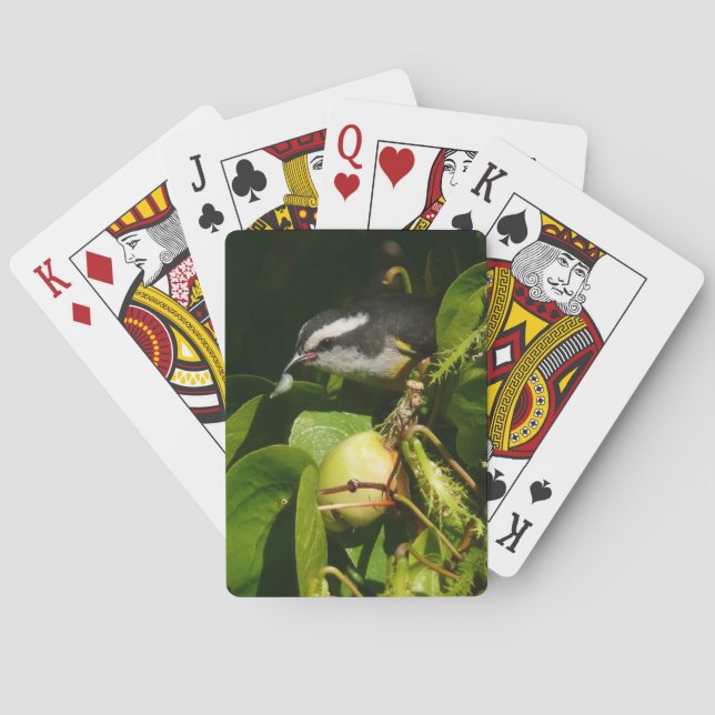 Jeu De Cartes Bananaquit Bird Mange Photographie tropicale (dos)