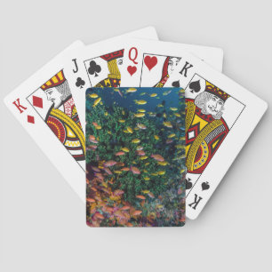 Jeu De Cartes Bancs de poissons nagent dans le récif