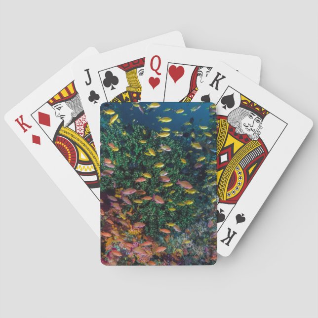 Jeu De Cartes Bancs de poissons nagent dans le récif (dos)