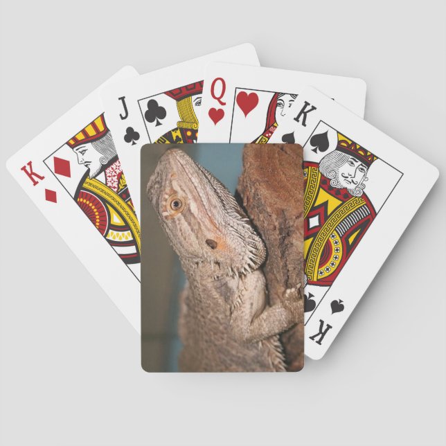 Jeu De Cartes Bearded Dragon (dos)