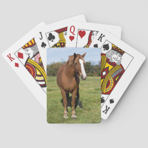 Jeu De Cartes Beau cheval