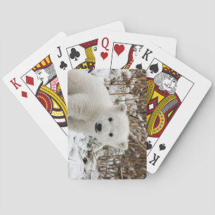 Jeu De Cartes Beau Cub Ours Polaire