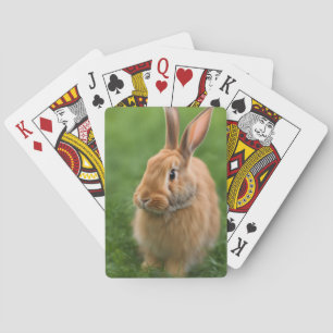 Jeu De Cartes Beau lapin