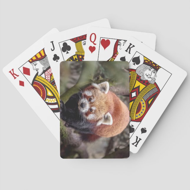 Jeu De Cartes Beau Panda rouge sur une branche (dos)