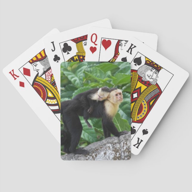 Jeu De Cartes Bébé de transport de singe adulte de capucin sur (dos)