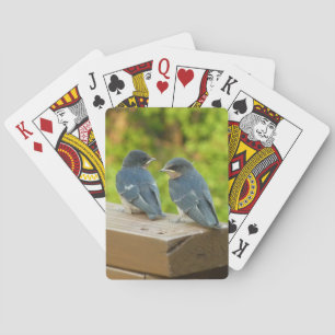 Jeu De Cartes Bébé Grange hirondelle Nature Oiseau Photographie