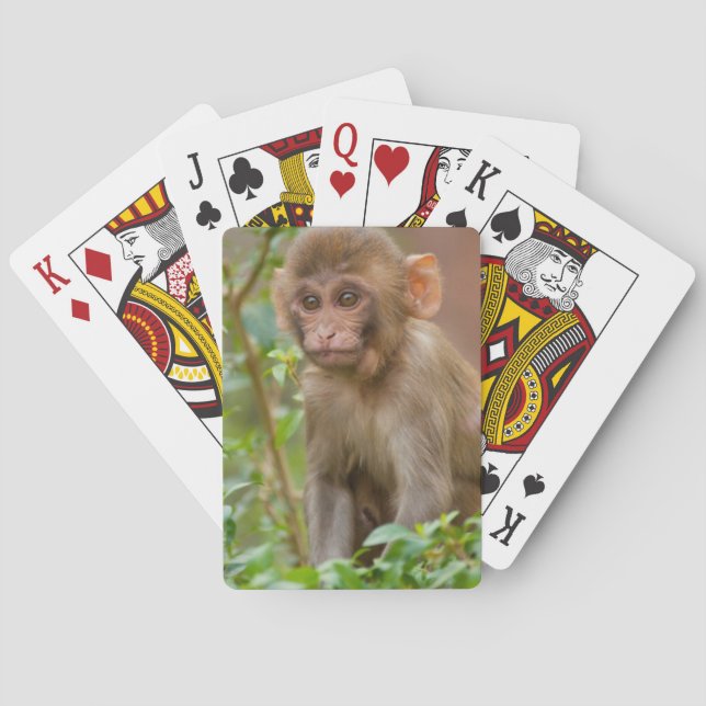 Jeu De Cartes Bébé macaque rhésus, temple du singe, Jaipur (dos)