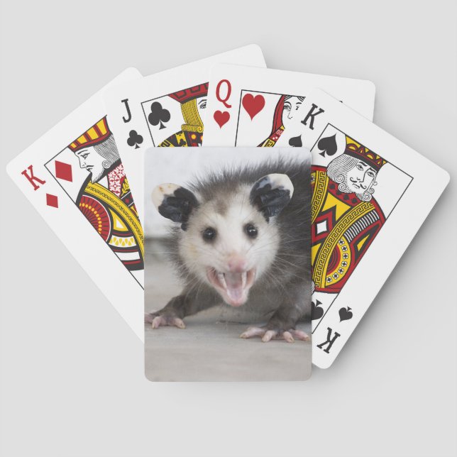 Jeu De Cartes Bébé mignon Opossum Photo Lecture Cartes (dos)