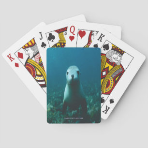 JEU DE CARTES BÉBÉ SEAL