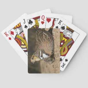 Jeu De Cartes Bébés du nord de cailles à l'étang pour la boisson