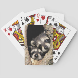 Jeu De Cartes Bébés ratons laveurs dans une cavité d'arbre Procy