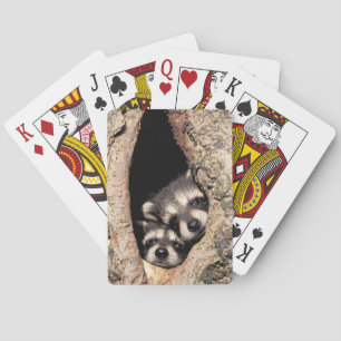 Jeu De Cartes Bébés ratons laveurs regardant hors d'un arbre
