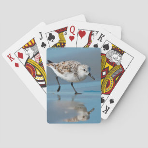 Jeu De Cartes Bécasseau Sanderling (Calidris Albe) se nourrissan