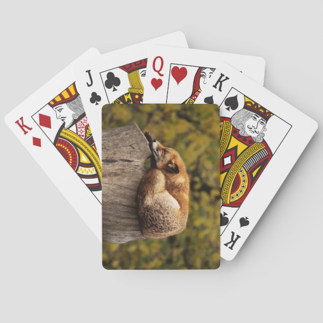 Jeu De Cartes Belle Fox dormant sur une souche d'arbre (dos)