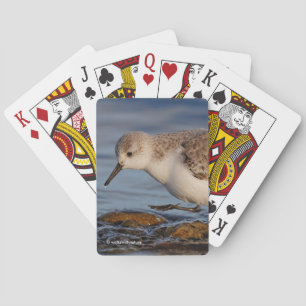 Jeu De Cartes Belle Sanderling Sandpiper Marche Plage d'hiver
