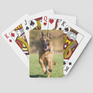 Jeu De Cartes Berger allemand en course