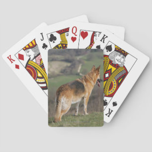 Jeu De Cartes Berger Allemand regardant vers le bas de la collin