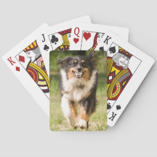 Jeu De Cartes Berger Australien Jouant Avec Balle