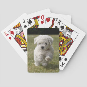 Jeu De Cartes Bichon Frise Chien Chien Chien Qui Joue Des Cartes