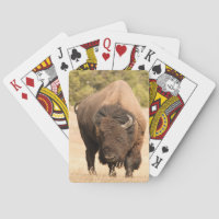 Bison