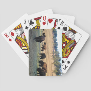 Jeu De Cartes Bison dans le Colorado