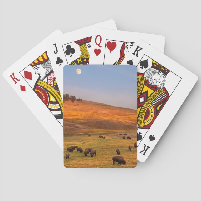 Jeu De Cartes Bison frôlant sur la colline à la vallée de Hayden (dos)