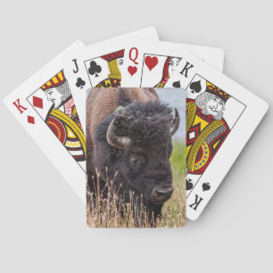 Jeu De Cartes Bison (ou buffle) à travers un grand objectif