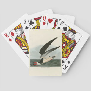 Jeu De Cartes Black Skimmer, Shearwater Audubon Birds of America