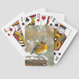 Jeu De Cartes Bleuet de l'Est en neige - Photo originale