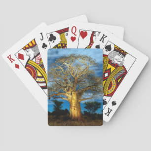 Jeu De Cartes Bobab (Adansonia) Arbre Éclairé Par La Lune