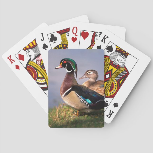 Jeu De Cartes Bord de lac, Canard branchu (dos)