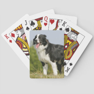 Jeu De Cartes Border Collie Panting