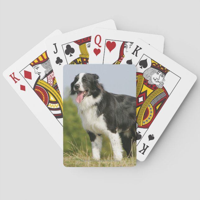 Jeu De Cartes Border Collie Panting (dos)