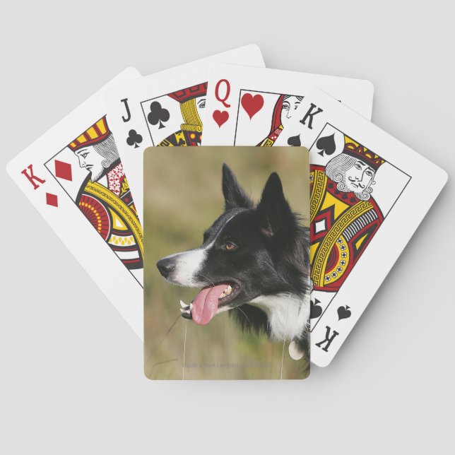 Jeu De Cartes Border Collie Panting Headshot 2 (dos)