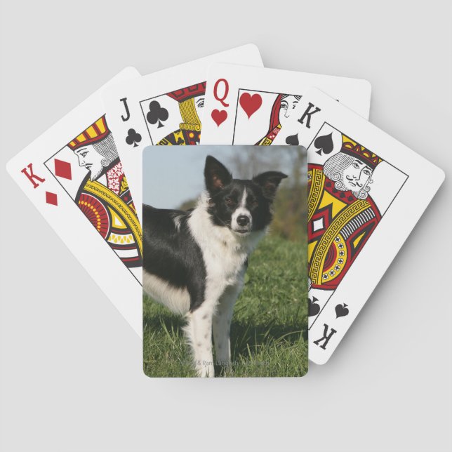 Jeu De Cartes Border Collie Standing (dos)