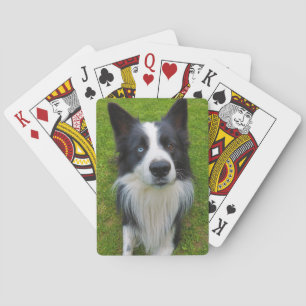 Jeu De Cartes Bordure Collie