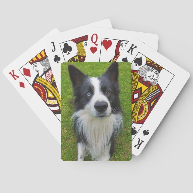 Jeu De Cartes Bordure Collie (dos)