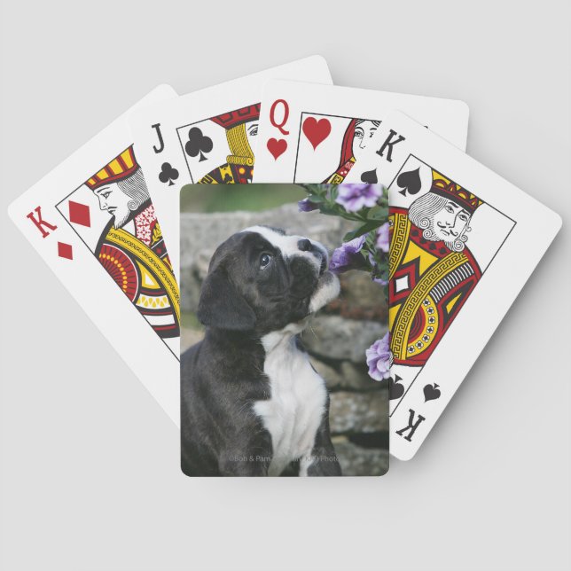 Jeu De Cartes Boxer Dog Panting (dos)