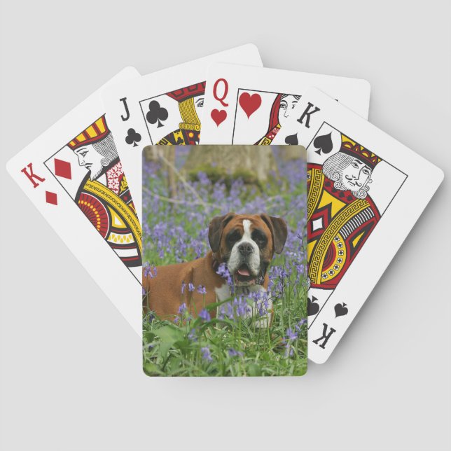 Jeu De Cartes Boxer Laying in Bluebells (dos)