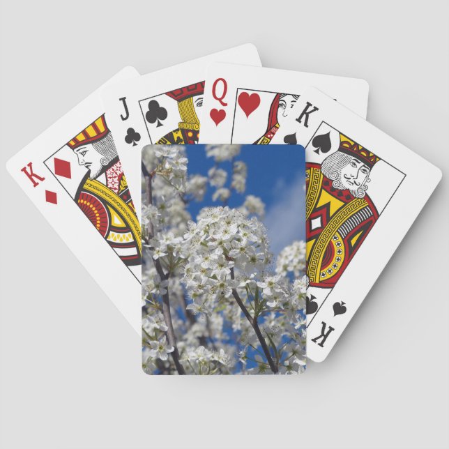 Jeu De Cartes Bradford Pear Blooms (dos)