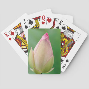 Jeu De Cartes Bulbe de nénuphar non ouvert, Jardin botanique de