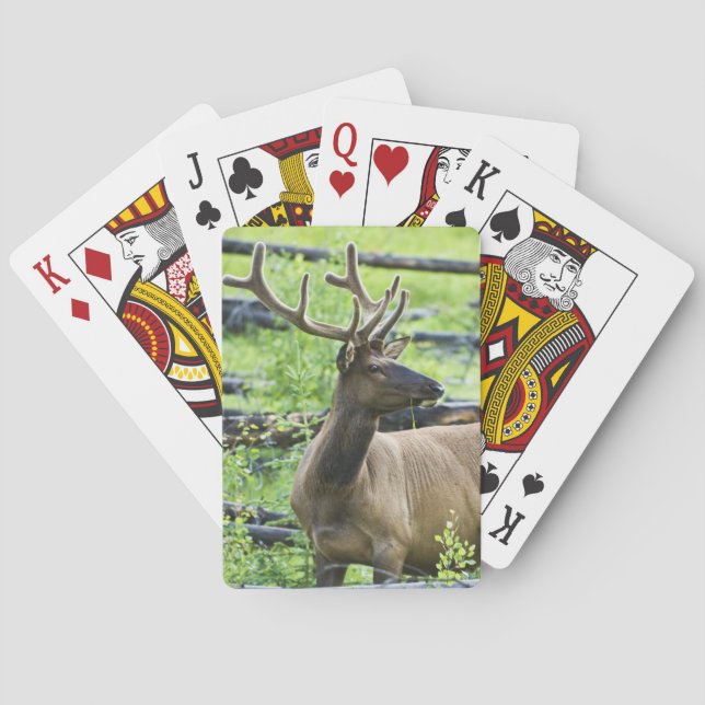 Jeu De Cartes Bull Elk (dos)