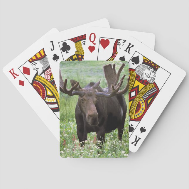 Jeu De Cartes Bull moose Alces alces) en fleur sauvage, (dos)