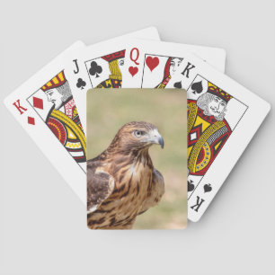 Jeu De Cartes Buse à queue rouge dans la vallée de l'Hudson